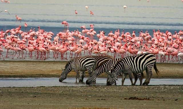 Lake Nakuru National Park