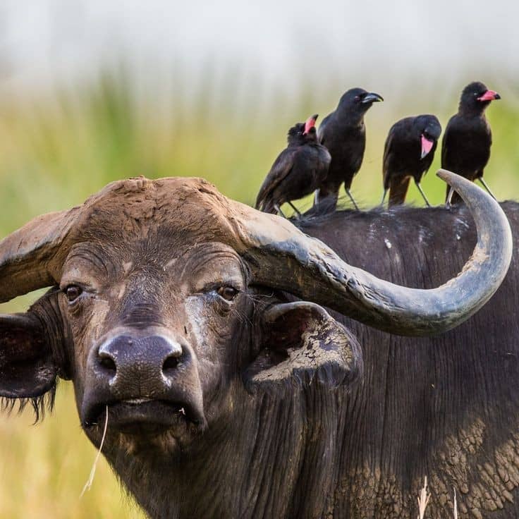 Ruvubu National Park